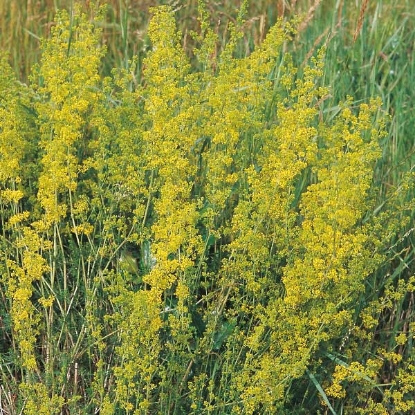 Picture of Herb Ladys Bedstraw (Galium Verum)